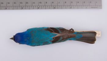 Media type: image;   Ornithology 211618